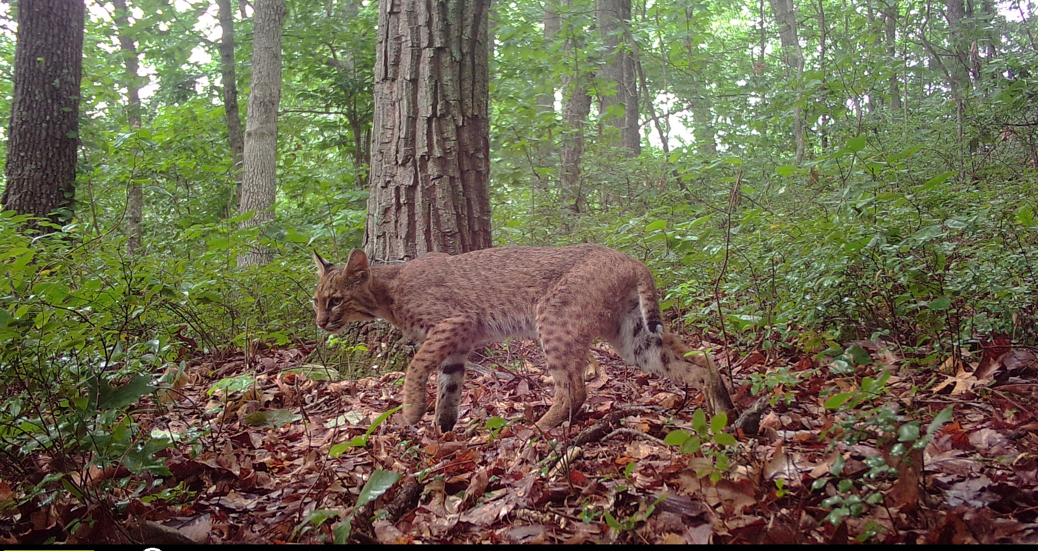 Ohio University researchers find bobcat population rising, with room